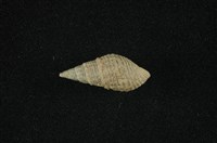 藏品(瘤蜷)的圖片